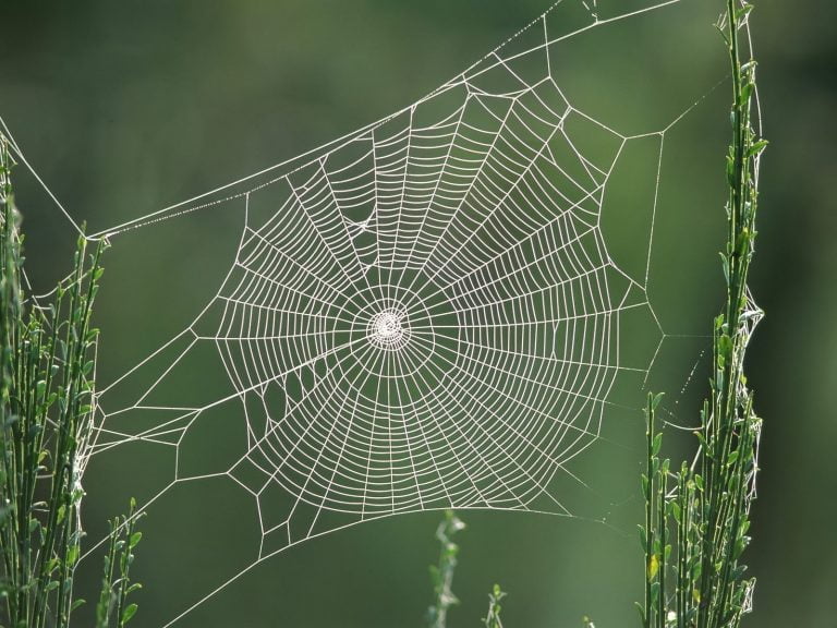 interne linkbuilding